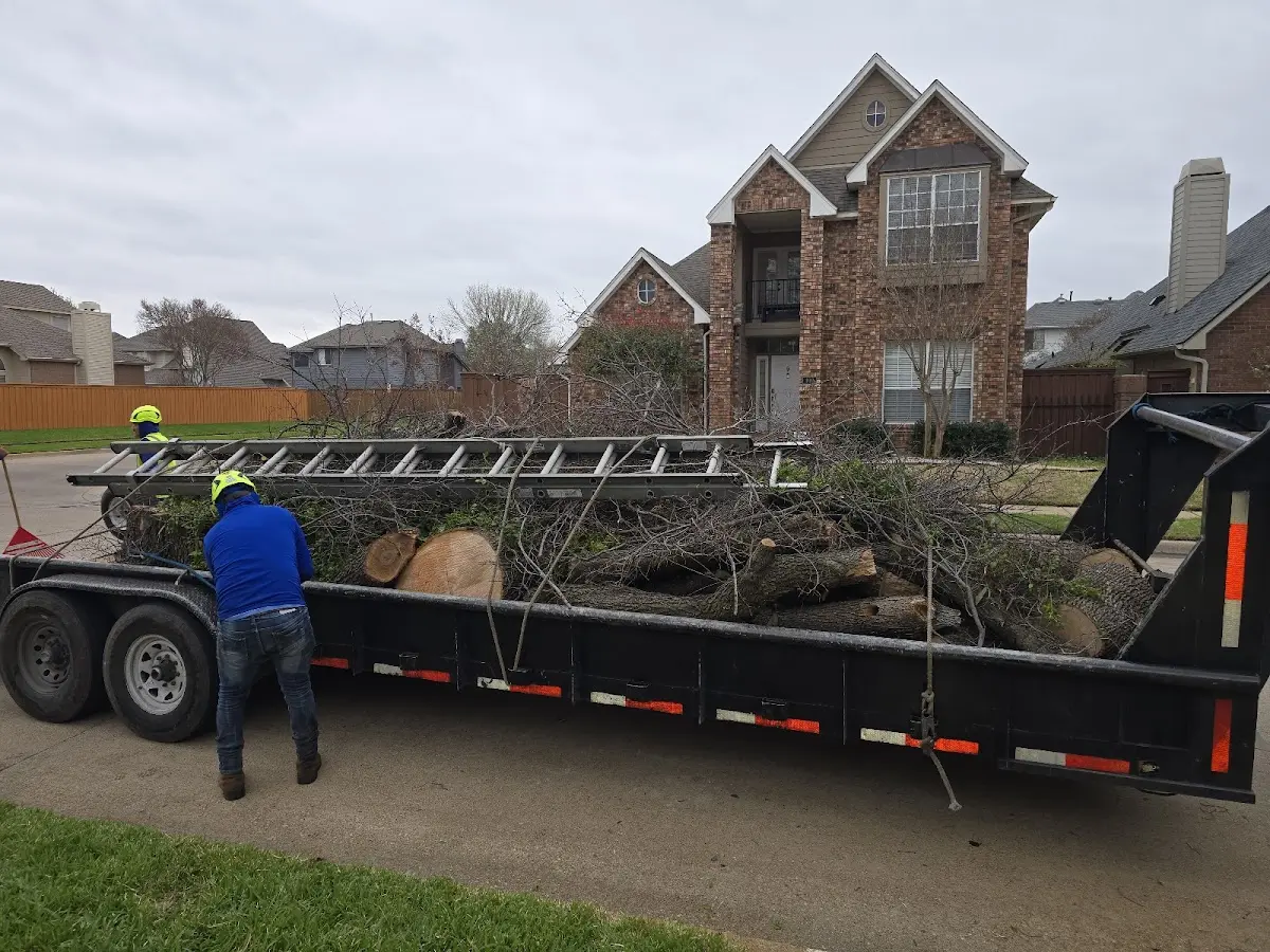 Expert Tree Fertilization with proper safety equipment in San Andreas